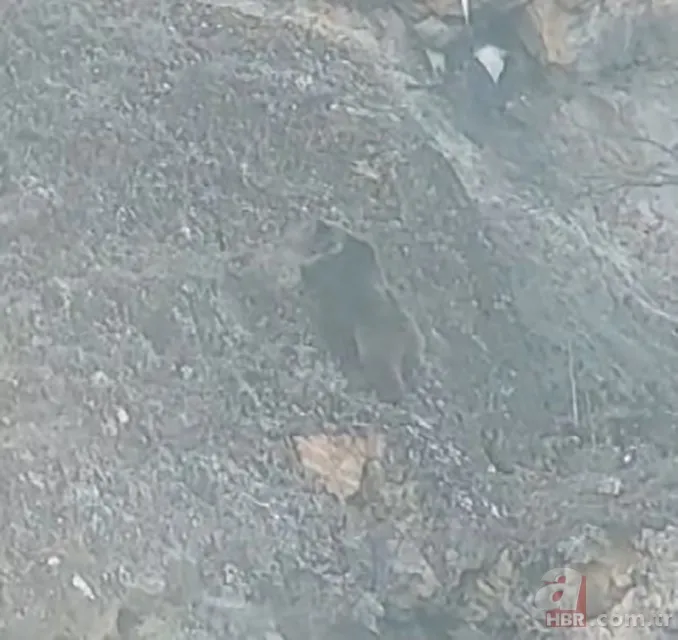 Yaban keçisi avladı! Leşine ulaşmak için... 2