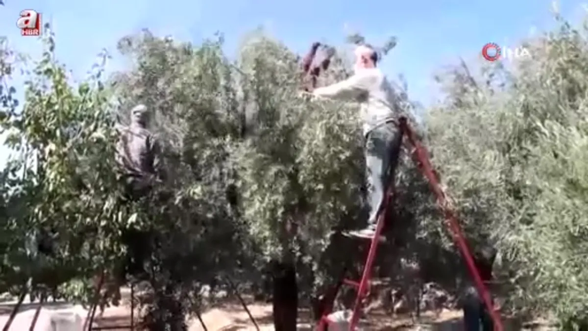 Zeytinin zahmetli yağ yolculuğu