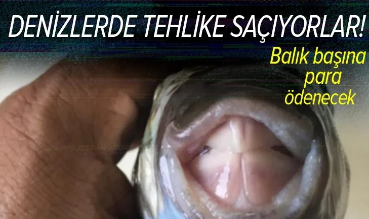 Resmi Gazete'de yayımlandı! Balon balığı avlayanlara balık başına 5 lira ödenecek!