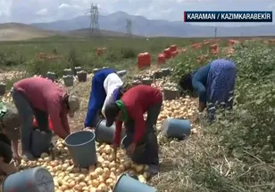 Kazımkarabekir'de soğan hasadı başladı