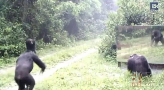 Vahşi doğada daha önce böylesi görülmedi! Goril aynada kendisini görünce saldırmaya başladı 16