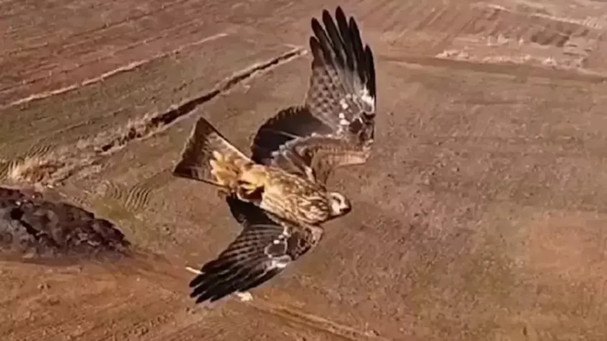 Kızıl şahinlerin dronla mücadelesi kamerada