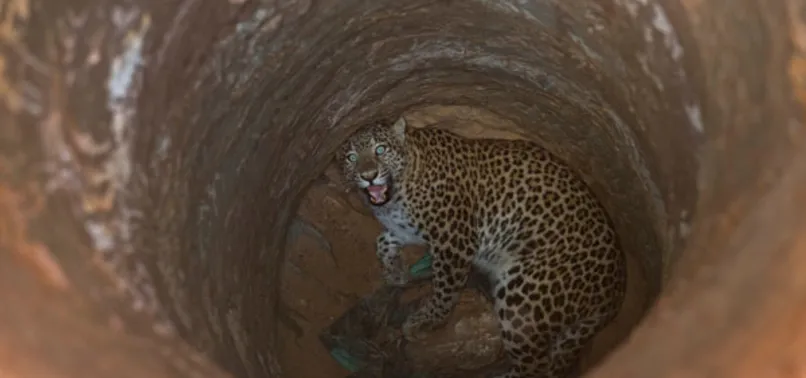 Su kuyusuna düşen leopar böyle kurtarıldı
