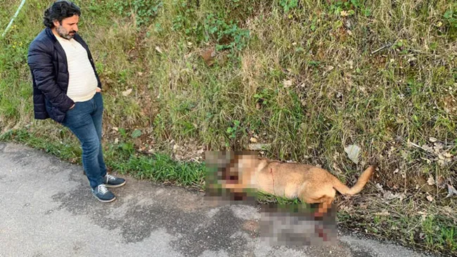 Bursa’da vahşet! Arabayla gelip sokak köpeklerine ateş açtı - 1