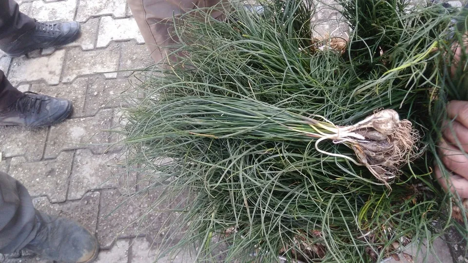 Bu otun faydaları saymakla bitmiyor! Sadece bir aylık ömrü var...