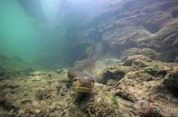 Brezilya’da dalış yaptı 8 metrelik anakonda ile karşı karşıya kaldı! Korku dolu anlar böyle görüntülendi