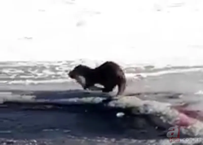 O ilimizde kıyıya yaklaşınca fark edildi! Hemen telefona sarıldılar 11