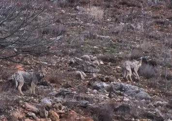 Aç kalan kurtlar tehlikeli sınırı geçti! Böyle görüntülendiler