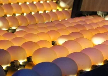 Türkiye'deki yumurtalarda "fipronil" çıkmadı