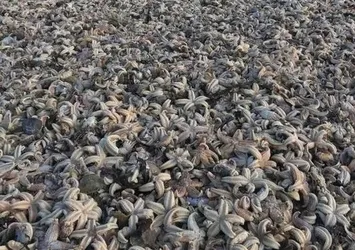 İngiltere'de on binlerce deniz canlısı kıyıya vurdu