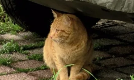 bagcilarda-bir-bakkal-yaptiklariyla-pes-dedirtti-cocuklara-40-tl-karsiliginda-kedileri-toplatip-1649327765490.jpg İstanbul'da kan donduran olay! Bakkal 40 lira karşılığında mahalledeki kedileri çocuklara toplattırdı-4