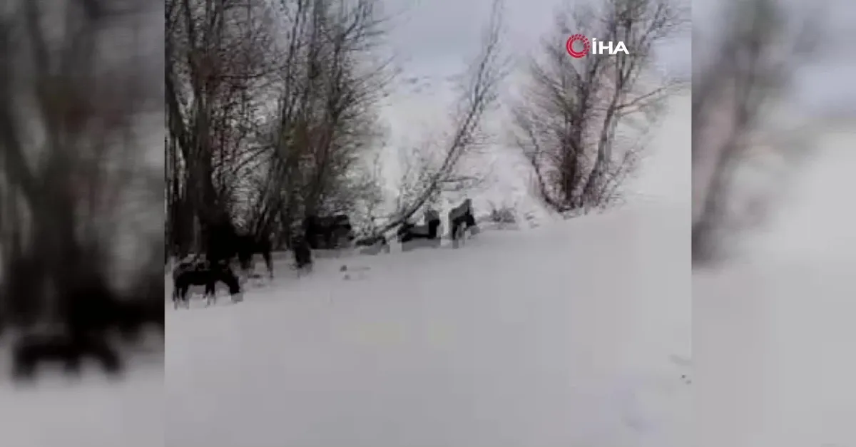 Hakkari’de at sürüsü ölüme terk edildi