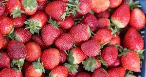 Çilek kalbi ve beyni koruyor!