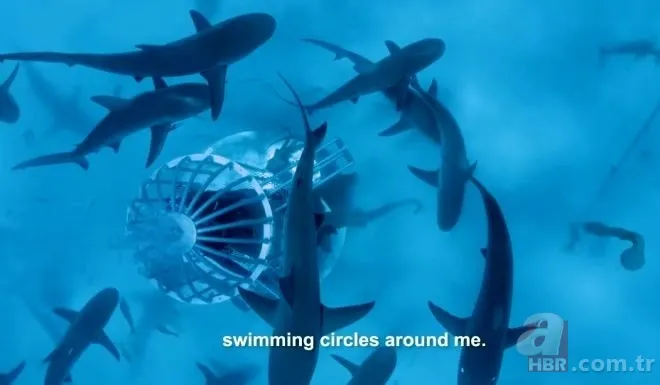 Sosyal medyayı sallayan köpek balığı deneyi yürekleri ağızlara getirdi! Okyanusa kan döküp bekledi ve... 7