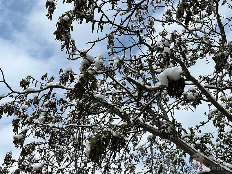 Şehir şehir zarar gören ürünler listesi: Fındık, Ceviz, Kiraz... Türkiye'de Zirai Don Haritası ortaya çıktı! 5