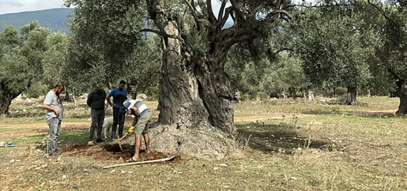 Muğla'daki zeytin ağacının yaşını nükleer fizikçiler ortaya çıkardı