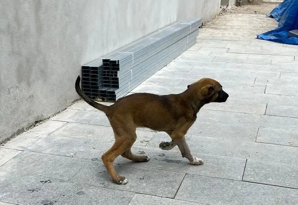 Son dakika: Hayvan hakları yasası tamam! İşte madde madde tarihi düzenleme - 1