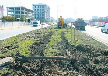 CHP'li Tekirdağ Büyükşehir Belediyesi ağaç katliamını bu sözlerle savundu: Dekora uymadı kestik
