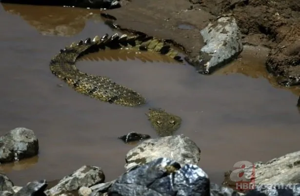 Kurt ve sansar aynı karede! Evin bahçesine girip… 🦡🆚 🐺 51