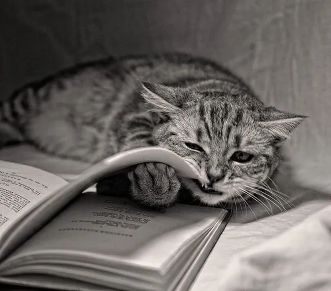Kitap okutmayan kediler!