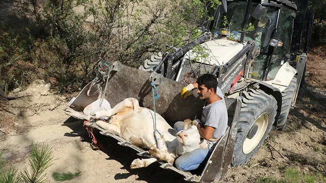Uçurumdan düşerek yaralanan ineğinin başında üç gün bekledi - 2