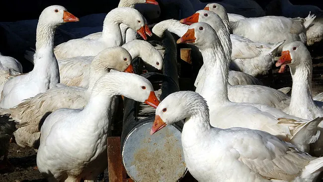 Vanlı siyasal mezunu Cihat Çiftçi kaz yetiştiricisi oldu! Yurt içi ve yurt dışına civciv göndermeye başladı - 1