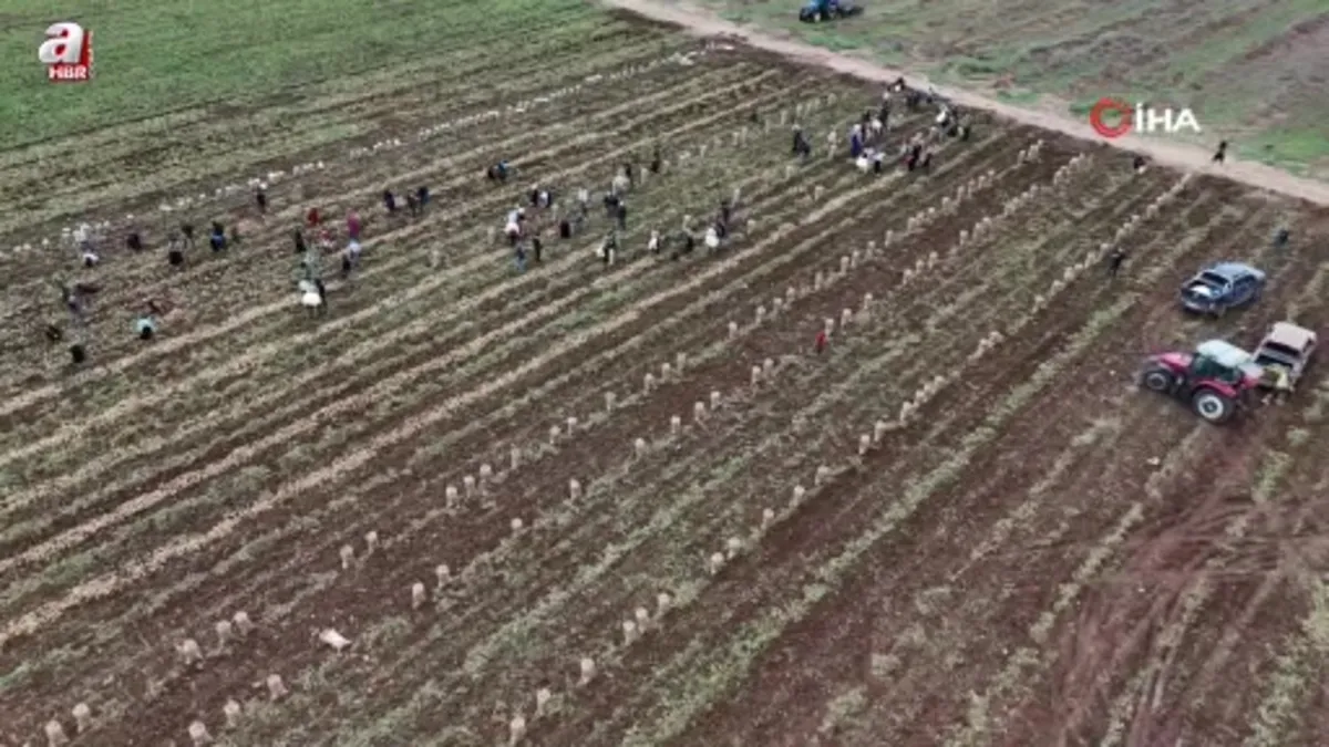 Adana’da patates hasadı başladı