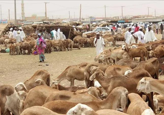 Sudan’da 1500 büyükbaş kurbanlık kesecekler!