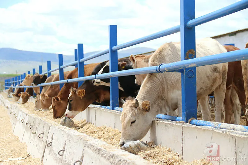 Kurbanlık fiyatları 2022: A101, Migros, CarrefourSA 2022 kurbanlık fiyatları ne kadar? Küçükbaş, büyükbaş hisse fiyatı... 7