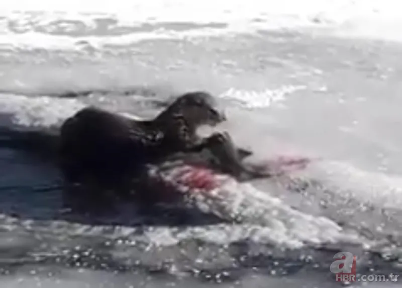 O ilimizde kıyıya yaklaşınca fark edildi! Hemen telefona sarıldılar 19