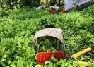 Çay üreticilerine müjde! O tarihte hesaplara yatacak