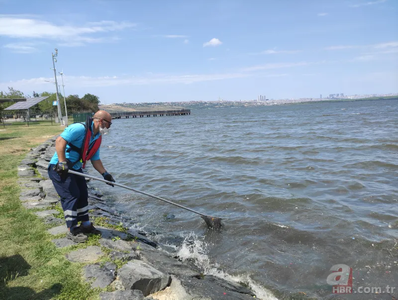 Küçükçekmece Gölü’nde büyük dram! CHP'li İBB kılını bile kıpırdatmıyor! Balıklardan sonra şimdi de martı ölümleri başladı 5