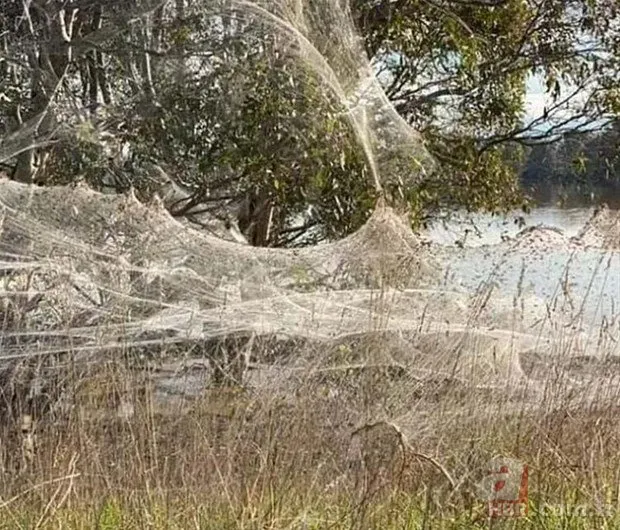 Örümcek ağları şehri esir aldı! İnternette büyük bir hızla yayılıyor: Görenler dehşete düştü