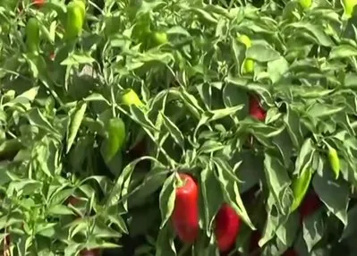 Adana’da salça sezonu başladı
