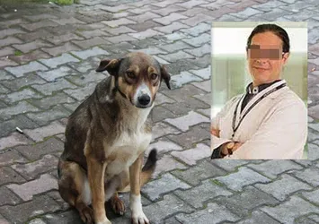 Profesör sokak köpeğini bıçakladı