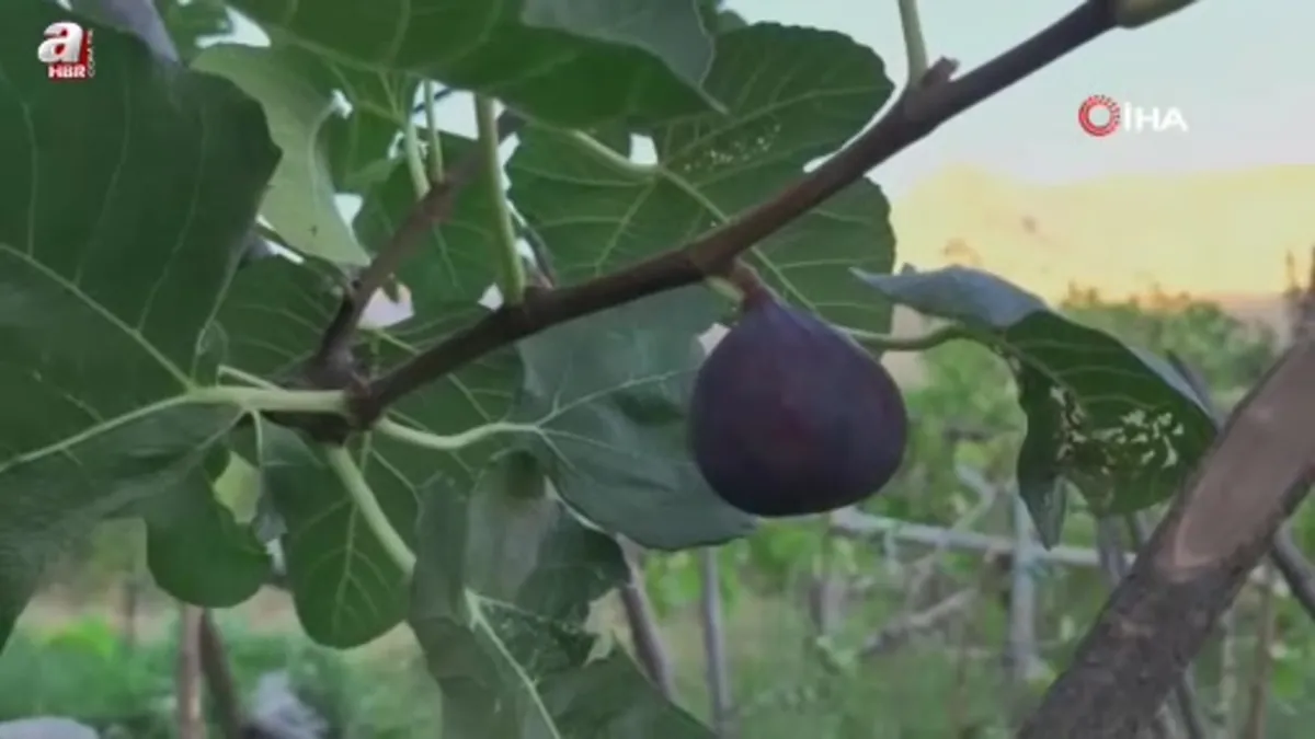 Bursa karası incirini Erzurum’da yetiştirdi