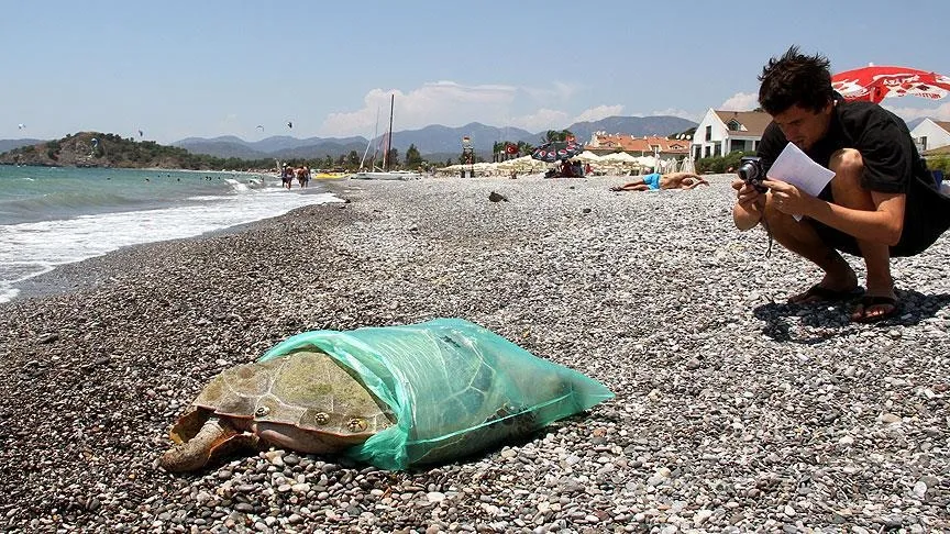 Fethiye sahillerinde bulundu - 1