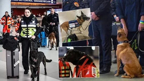 En doğru verileri onlar veriyor! Hayat kurtaran köpekler: Canlı ile cansız arasındaki koku farkını ayırt edebiliyorlar