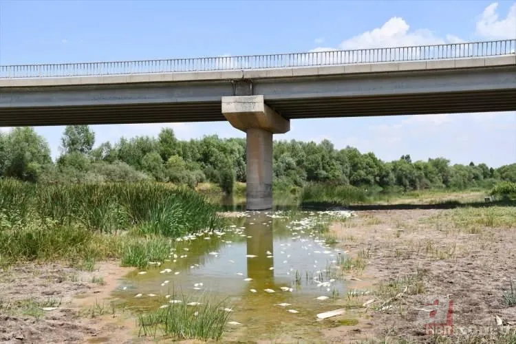 Kızılırmak'tan korkutan görüntü! Balık ölümlerinin sebebi belli oldu 5