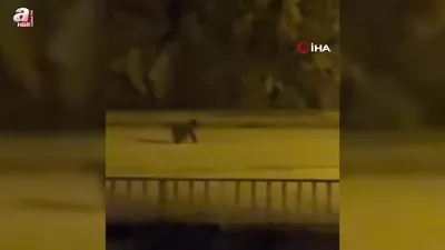 Yolunu şaşırıp ilçe merkezine indi