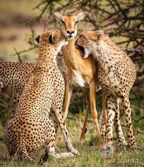 Böylesini daha önce hiç görmediniz 7