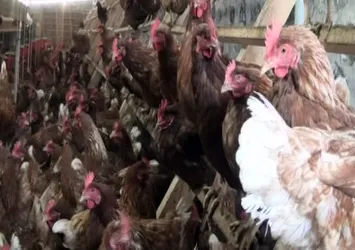 Tavuklar kümese giren tilkiyi kovaladı