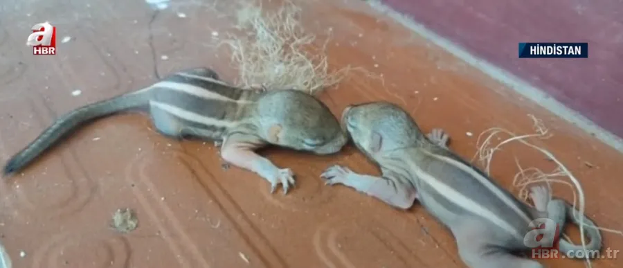 Kapıdan gelen sesler üzerine dışarıya çıkınca şoke oldu! İplik sarılı yumakta... 8