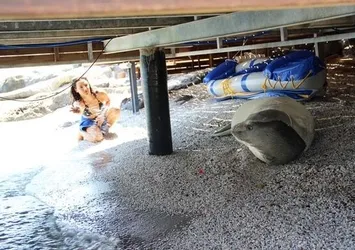 Beyaz fok Bodrum'u mesken tuttu