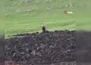 Çengel boynuzlu dağ keçisi görüntülendi