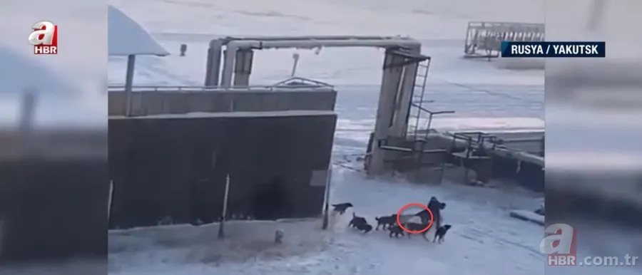 Köpekler aniden etrafını sardı! Dakikalarca ölüm kalım mücadelesi verdi ama... 7