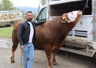 1 ton 150 kilogram ağırlığındaki Paşa