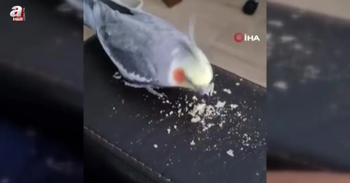 Kayıp papağanı 'Duman' için yollara düştü