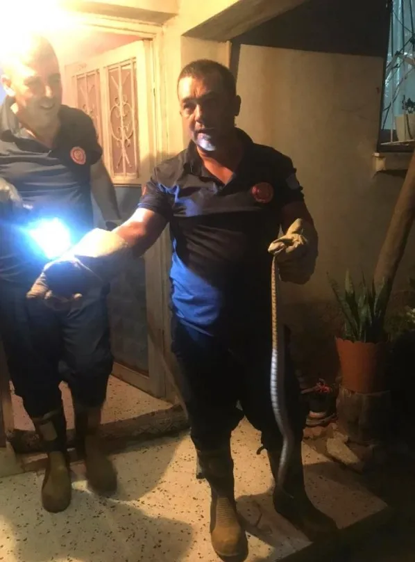 Adana'da eve giren yılanı itfaiye ekipleri yakaladı - 1