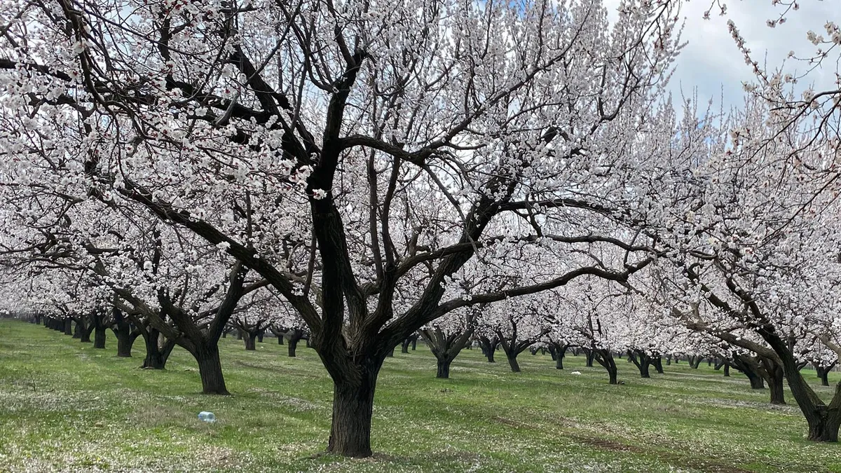 Kayısı ağaçları çiçek açtı, Iğdır Ovası beyaza büründü
